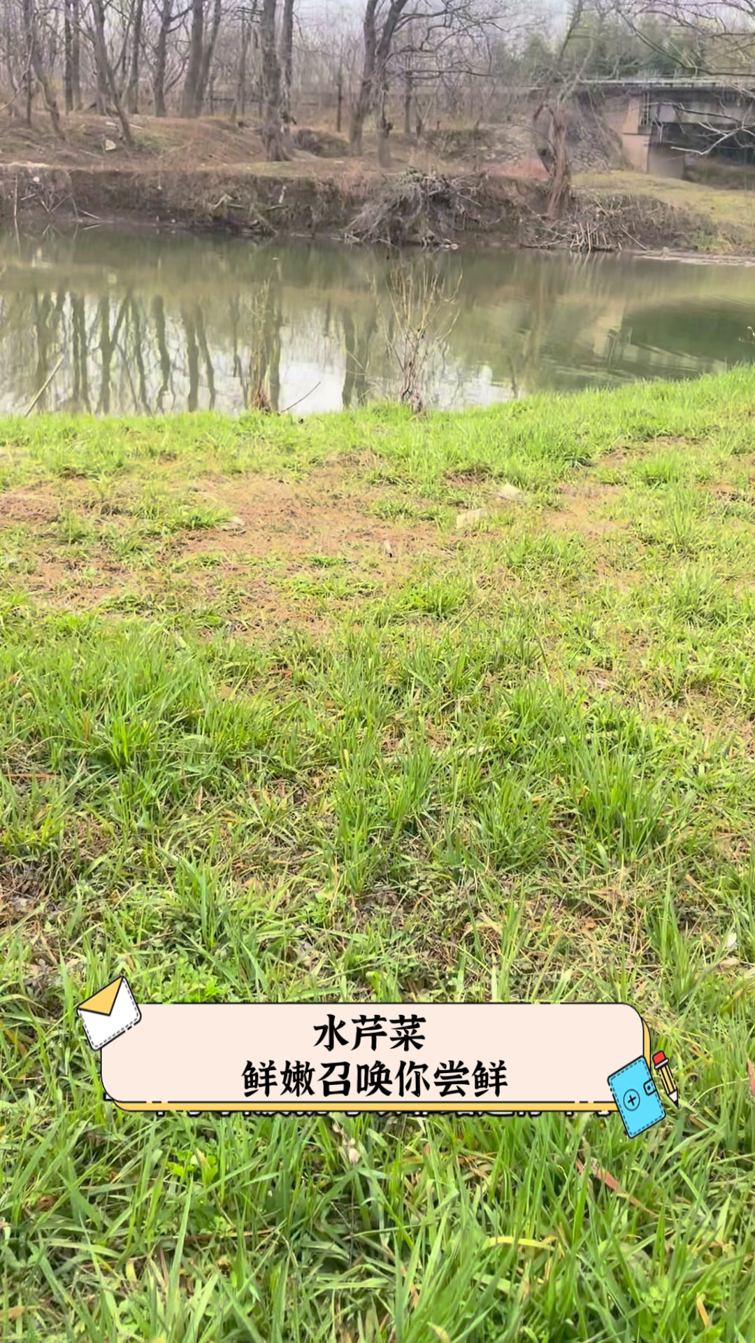 水芹菜种植方法