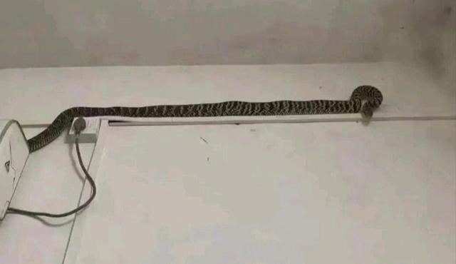 家里进蛇预兆