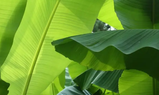 芭蕉扇是什么植物叶子做的