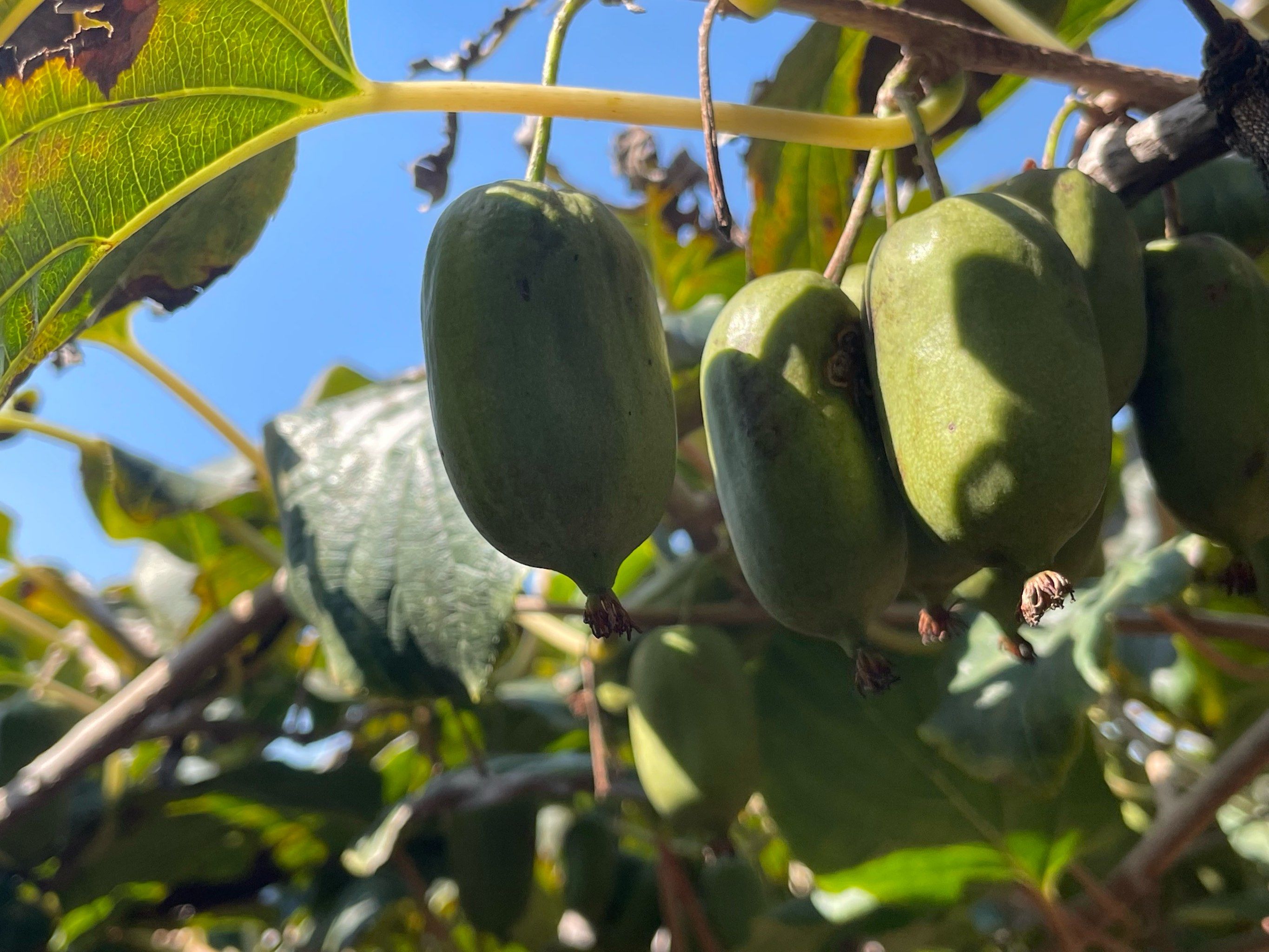 软枣子的功效与作用及禁忌有哪些